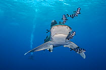 Whitetip shark (Carcharhinus longimanus), accompanied by Pilotfish (Naucrates ductor), swims towards the camera as it cruises beneath the surface of the Red Sea, close to Little Brother Island. The Br...