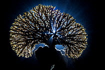 Table coral (Acropora lamarcki) photographed backlit at night. Siyuk Island, Fury Shoal, Egypt. Red Sea.