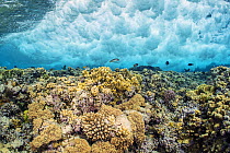 Wave breaks on a coral reef, creating clouds of bubbles beneath the surface, while fish and corals below continue their lives. Elphinstone reef, Marsa Alam, Egypt. Red Sea