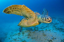 Green turtle (Chelonia mydas) begins to swim back to the surface to breathe after feeding on seagrass. Marsa Shouna, Port Ghalib, Marsa Alam, Egypt. Red Sea