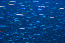 Fusiliers including, Neon fusilier (Pterocaesio tile)  and Randall's fusilier (Pterocaesio randalli) race past a coral reef in open water. East Of Eden, Similan Islands, Thailand. Andaman Sea, Indian...