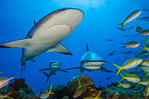 Caribbean reef sharks (Carcharhinus perezi) swimming through the middle of a school of yellowtail snappers (Ocyurus chrysurus). Grand Bahama, Bahamas. Tropical West Atlantic Ocean.