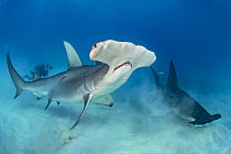 Great hammerhead sharks (Sphyrna mokarran) pair swimmingover seabed, South Bimini, Bahamas. The Bahamas National Shark Sanctuary. Gulf Stream, West Atlantic Ocean.