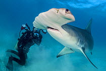 Diver photographing a female Great hammerhead shark (Sphyrna mokarran) in rough, turbid, shallow water. South Bimini, Bahamas. The Bahamas National Shark Sanctuary. Gulf Stream, West Atlantic Ocean.