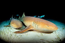 Nurse sharks (Ginglymostoma cirratum) over seagrass  at night. White spiracle behind eye is visible. South Bimini, Bahamas. The Bahamas National Shark Sanctuary. Gulf Stream, West Atlantic Ocean.