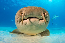 Nurse shark (Ginglymostoma cirratum) portrait, resting on the sand in shallow water. Its barbels are clearly visible on its top lip. South Bimini, Bahamas. The Bahamas National Shark Sanctuary. Gulf S...