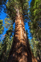 President Tree, Congress Trail, one of the Giant sequoia (Sequoiadendron giganteum) trees in Sequoia National Park, California, USA, September.