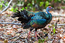 Ocellated turkey (Meleagris ocellata) Calakmul Biosphere Reserve,  Campeche, Mexico.