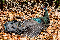 Ocellated turkey (Meleagris ocellata) Calakmul Biosphere Reserve,  Campeche, Mexico.