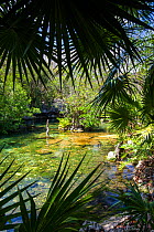 Cenote Jardin del Eden, Playa del Carmen City, Quintana Roo. Mexico, March 2017.