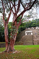 Bonampak Mayan ruins, Montes Azules Biosphere Reserve, Chiapas, Mexico