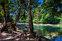 Otulun River, Agua Azul Waterfalls Protected Natural Area, Chiapas. Mexico, March 2017.