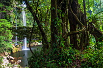 Misol-ha Waterfall, Ejido San Miguel, Salto de Agua Municipality, Chiapas. Mexico, March 2017.