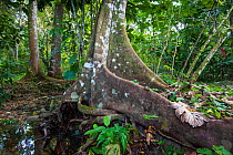 Buttress roots of rainforest tree, Palenque National Park. Pre-Hispanic City and National Park of Palenque UNESCO World Heritage Site, Chiapas, Mexico.