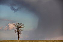 RF - An old Oak tree (Quercus robur) that survived on the front line of the World War One, in the region of Saint Quentin, Picardy, France, February 2012 (This image may be licensed either as rights m...