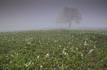 RF - Remains of Oilseed rape crop  in field with patches of ice, lone tree in mist in distance t, Guise, Picardy, France, January (This image may be licensed either as rights managed or royalty free.)
