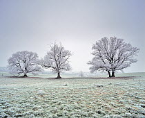 Farmland with three Oak trees (Quercus robur) covered in frost. Saint Gobain, Picardy, France.