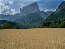 Field of barley with Mont Aiguille in background, Vercors Plateau, France.