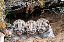 Cougar or Mountain Lion (Puma concolor), babies age 3 days. Captive, USA.
