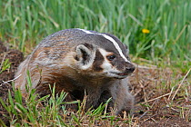 American badger (Taxidea taxus) near the burrow, captive, USA
