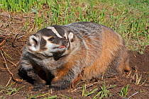 American badger (Taxidea taxus), near the burrow, captive, USA