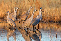 Sandhill cranes (Grus canadensis) group in marshland, winter, Bosque del Apache National Wildlife Refuge, New Mexico, USA.
