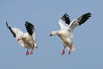 Snow goose (Anser caerulescens), in flight , Bosque del Apache National Wildlife Reserve, New Mexico, USA