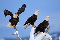 Bald eagle (Haliaeetus leucocephalus), three birds perched, Homer, Alaska, USA, March.
