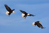 Series of Bald eagle (Haliaeetus leucocephalus) in flight, Homer, Alaska, USA, March. Digital composite.