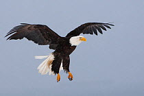 Bald eagle (Haliaeetus leucocephalus) in flight, Homer, Alaska, USA, March.