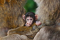 Barbary macaque (Macaca sylvanus), baby between two males (males use the baby to reduce aggression), La Montagne des Singes, Alsace, France, captive