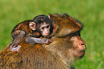 Barbary macaque (Macaca sylvanus), baby clinging onto adult, La Montagne des Singes, Alsace, France, captive