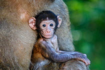 Barbary macaque (Macaca sylvanus), baby with adult, La Montagne des Singes, Alsace, France, captive.