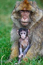 Barbary macaque (Macaca sylvanus), infant and adult male, La Montagne des Singes,  Alsace, France, captive