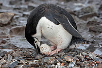 Chinstrap Penguin (Pygoscelis antarcticus) at nest with one egg, Half Moon island, Antarctic Peninsula
