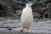 Chinstrap penguin (Pygoscelis antarcticus), walking, Half Moon Island, Antarctic Peninsula