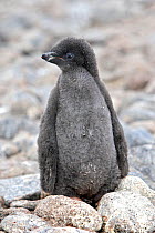 Adelie penguin (Pygoscelis adeliae), chick, Half Moon island, Antarctic Peninsula