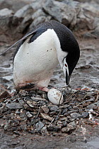 Chinstrap penguin (Pygoscelis antarcticus) on nest with egg, Half Moon island, Antarctic Peninsula