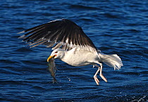 Herring gull (Larus argentatus) with a fish (cod), Norway, July.