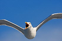 Herring gull (Larus argentatus) in flight, Norway, July.
