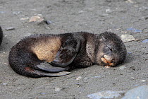 Antarctic fur seal (Arctocephalus gazella), baby sleeping, Fortuna Bay, South Georgia.