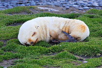 Antarctic Fur Seal (Arctocephalus gazella) pup sleeping, Fortuna Bay, South Georgia.