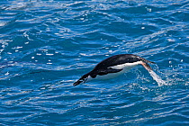 Chinstrap penguin (Pygoscelis antarctica) jumping out of the water, Cooper Bay, South Georgia