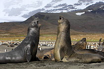 Southern elephant seal (Mirounga leonina), fight between two males, Saint Andrew, South Georgia.