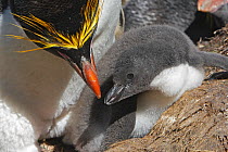 Macaroni penguin (Eudyptes chrysolophus), adult and baby at the nest, Cooper Bay, South Georgia
