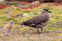 Falkland Skua (Catharacta antarctica), adult and chick, New Island, Falkland Islands