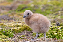 Falkland skua (Catharacta antarctica),chick, New Island, Falkland Islands
