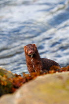 American mink (Mustela vison),near the water in the Khuzemateen Grizzly Bear Sanctuary, British Columbia, Canada