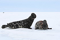 Hooded seals (Cystophora cristata), males with inflated nasal sac during courtship display, Magdalen Islands, Canada