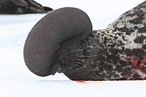 Hooded seal (Cystophora cristata), with inflated nasal sac during courtship display, Magdalen Islands, Canada